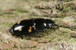 fourspotted sap beetle (Glischrochilus quadrisignatus)