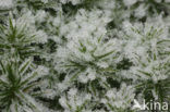 Fraai haarmos (Polytrichum formosum)