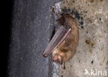 Franjestaart (Myotis nattereri) 