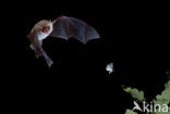 Franjestaart (Myotis nattereri) 