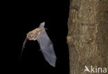 Franjestaart (Myotis nattereri) 