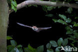 Franjestaart (Myotis nattereri) 