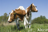 red-and-white Cow (Bos domesticus)