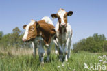 red-and-white Cow (Bos domesticus)