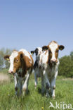 red-and-white Cow (Bos domesticus)