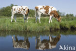 red-and-white Cow (Bos domesticus)