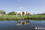 red-and-white Cow (Bos domesticus)