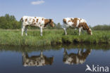 red-and-white Cow (Bos domesticus)