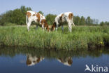 red-and-white Cow (Bos domesticus)