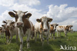 red-and-white Cow (Bos domesticus)