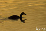 Great Crested Grebe (Podiceps cristatus)