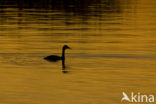 Great Crested Grebe (Podiceps cristatus)