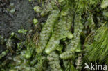 Gaaf buidelmos (Calypogeia muelleriana)