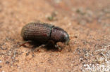 Geelbruine sparrenbastkever (Hylurgops palliatus)