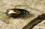 Aphodius distinctus