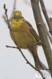 Geelgors (Emberiza citrinella)