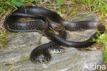 Geelgroene toornslang (Coluber viridiflavus)