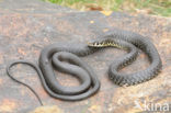 Geelgroene toornslang (Coluber viridiflavus)