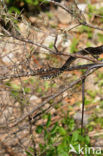 Geelgroene toornslang (Coluber viridiflavus)