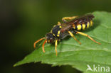 Geelzwarte wespbij (Nomada succincta)