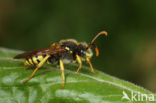 Geelzwarte wespbij (Nomada succincta)