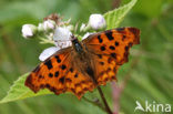 Gehakkelde aurelia (Polygonia c-album)