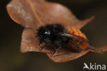 Gehoornde metselbij (Osmia cornuta) 