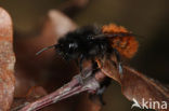 Gehoornde metselbij (Osmia cornuta) 