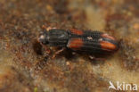 Gekerfde schorskever (Bitoma crenata)