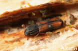 Gekerfde schorskever (Bitoma crenata)
