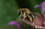 Gekielde dwergzandbij (Andrena strohmella)