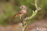 Gekraagde Roodstaart (Phoenicurus phoenicurus)