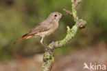 Gekraagde Roodstaart (Phoenicurus phoenicurus)