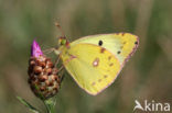 Pale Clouded Yellow (Colias hyale)