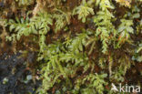 Hart’s-tongue Thyme-moss (Plagiomnium undulatum)