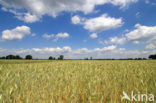 Six-row Barley (Hordeum vulgare)