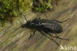 Carabus clathratus