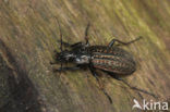 Getraliede schallebijter (Carabus clathratus)