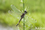 Gevlekte witsnuitlibel (Leucorrhinia pectoralis) 