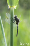 Gevlekte witsnuitlibel (Leucorrhinia pectoralis) 