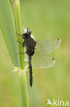 Gevlekte witsnuitlibel (Leucorrhinia pectoralis) 