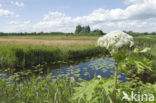 Hogweed (Heracleum sphondylium)