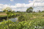 Hogweed (Heracleum sphondylium)