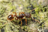 Stenamma debile