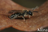 Gewone dwergzandbij (Andrena minutula)