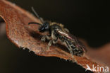 Gewone dwergzandbij (Andrena minutula)