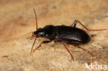 Gewone Kortnek (Nebria brevicollis)