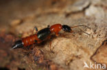 Paederus riparius