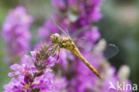 Black-tailed Skimmer (Orthetrum cancellatum)