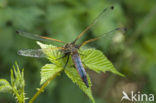 Black-tailed Skimmer (Orthetrum cancellatum)